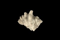 藏品(大岩螺)的圖片